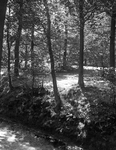 129810 Gezicht in een bos in de omgeving van Bilthoven (gemeente De Bilt).